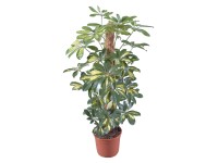 Šeflera Gold Capella priemer kvetináča cca 17 cm