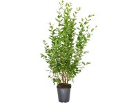 Landgard Vtáčí zob vajcovitolistý (Ligustrum ovalifolium) 100-125 cm, 5 l, 30 ks