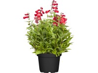 OBI Penstemon briadkatý priemer kvetináča cca 19 cm Penstemon