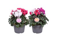 Cyklámen perzský (Cyclamen persicum) Trio, pr. kv. 11 cm