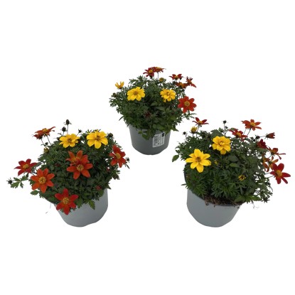 Landgard Dvojzub metlinatý (Bidens ferulifolia) Goldmarie výška 10-15cm pr.13cm