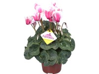 Mini cyklámen perzský, rôzne farby priemer kvetináča cca 6 cm Cyclamen persicum