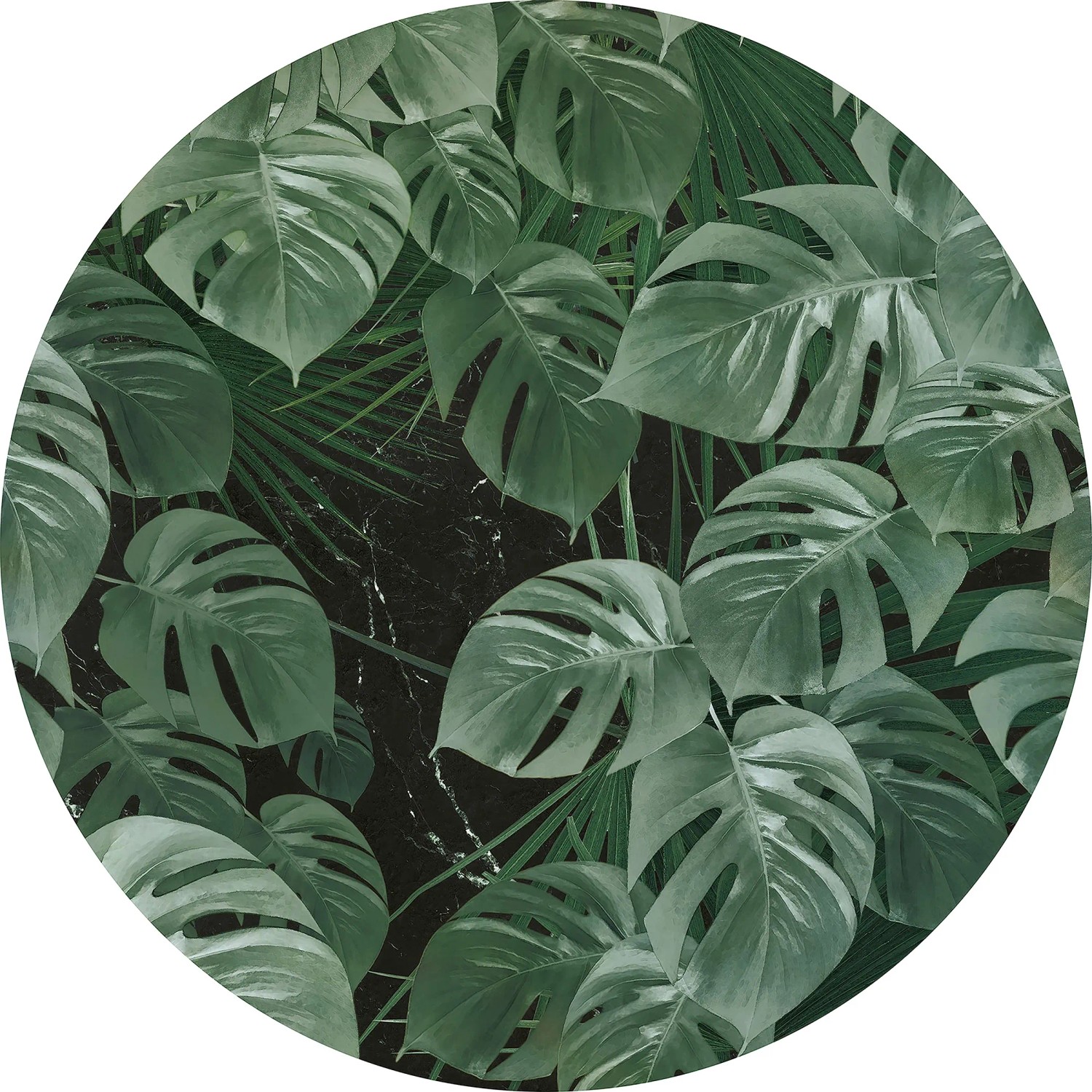 E-shop Komar Samolepiaca vliesová fototapeta Dot Novel Monstera pr. 125 cm