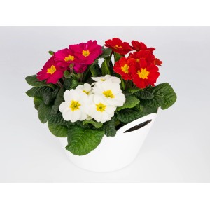 Vankúšová prvosienka trio v kvetináči (Ø 23 cm) s červenými, ružovými a bielymi kvetmi.
