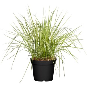 GROW by OBI trsť obyčajná 'Karl Foerster' v kvetináči, zelená okrasná tráva do záhonov a kvetináčov.