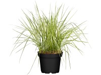 Grow by OBI Trstina ostr. Karl Foerster, pr. kv. 19 cm