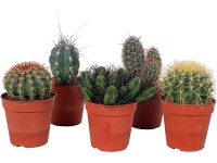 Kaktus rôzne druhy výška cca 22 cm priemer kvetináča cca 15 cm Cactus canarias