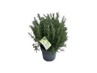 GROW by OBI Rozmarín lekársky (Rosmarinus officinalis) XXL cca pr. 27 cm