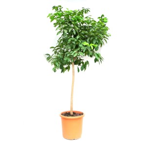 GROW by OBI Citrón Ministamm v kvetináči, výška cca 100 cm. Črepníková rastlina na slnečné miesta.