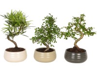 Bonsaj v keramickom kvetináči priemer cca 19 cm