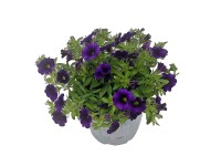 Minipetúnia (Calibrachoa hybride) fialová pr. kvetináča 13 cm