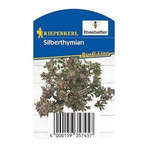 Kiepenkerl Strieborný tymián v kvetináči 12 cm: Aromatická kuchynská bylina so strieborno-zelenými listami.