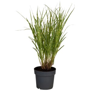 GROW by OBI Zebra tráva Strictus v kvetináči, okrasná čínska tráva so zebrovanými listami.