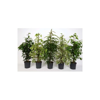 GROW by OBI Fikus rôzne odrody Ficus benjamia