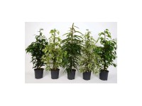 GROW by OBI Fikus rôzne odrody Ficus benjamia