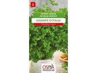 Semienka Petržlen vňaťový Gigante D'Italia (Petroselinum crispum)