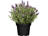 GROW by OBI Levanduľa francúzska (Lavandula stoechas) 