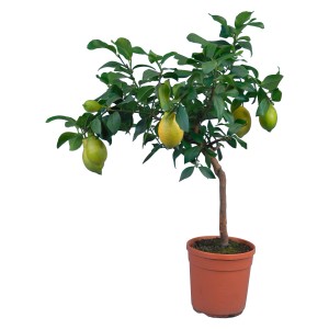 Citrus Lemon na kmienku v kvetináči, žltozelené plody. Dekoratívna črepníková rastlina na terasu a do záhrady.