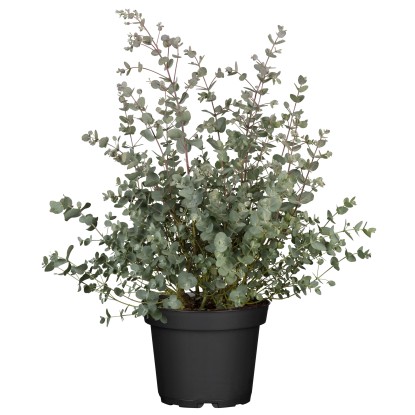 Eukalyptus Gunnov (Eucalyptus gunii) "Azura" cca výška 80-100 cm, pr. 30 cm