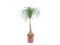 Slonia noha výška cca 90 - 95 cm priemer cca 24 cm Beaucarnea recurvata