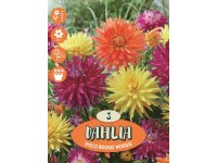 OBI Dahlia Disco Boogie Woogie, viacfarebné, 3 ks