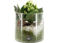 Aranžmán s kolopejkou (Kalanchoe blossfeldiana) v sklenenom kv., pr. 12 cm