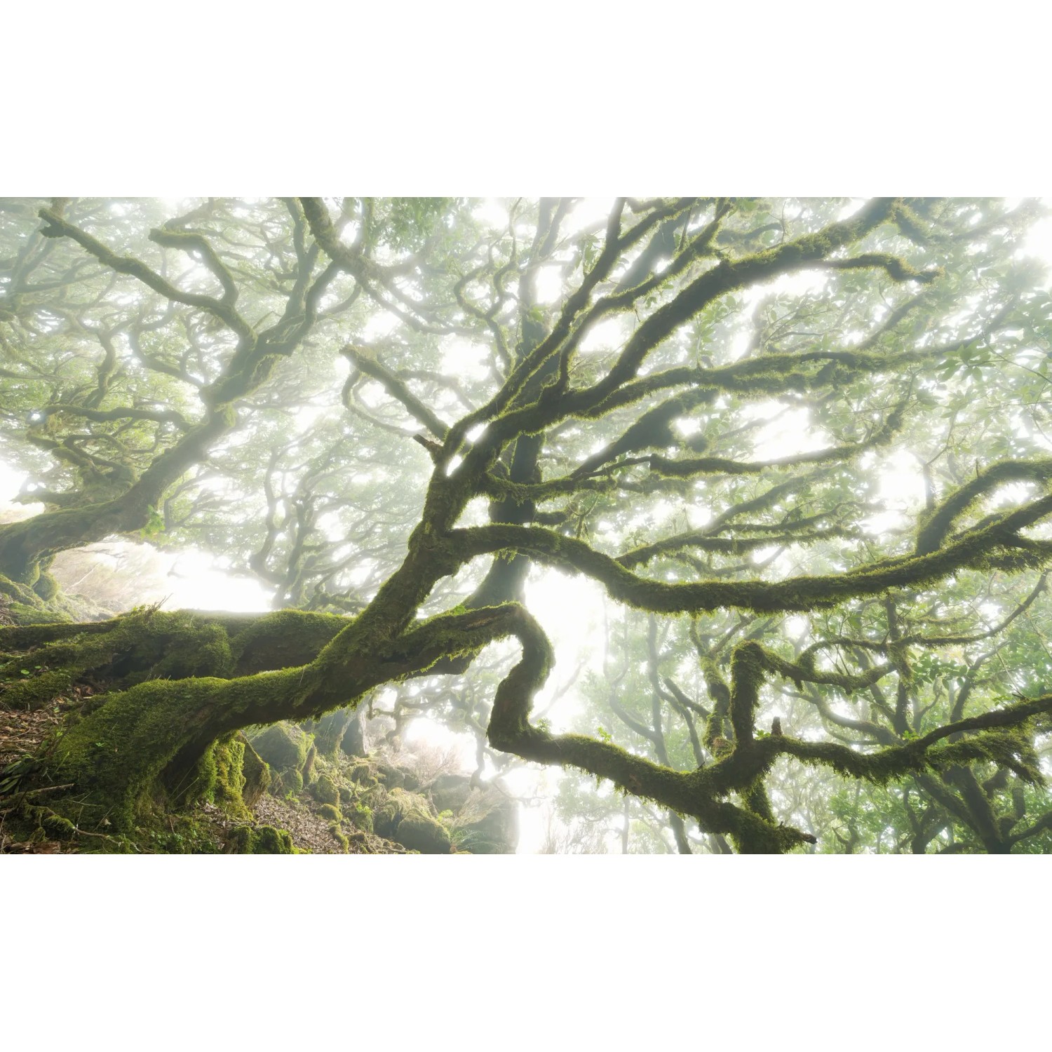 E-shop Komar Vliesová fototapeta The Forgotten Forest 400 x 250 cm
