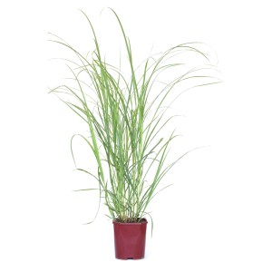 Okrasná tráva GROW by OBI v kvetináči 5 l, výška cca 30 cm. Pre záhradu aj balkón.