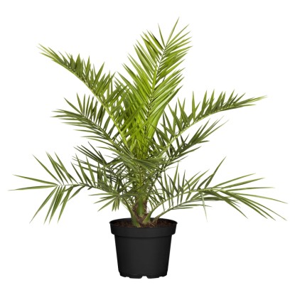 Datľovník kanársky (Phoenix canariensis), výška cca 120-140 cm, pr.kv. cca 40 cm