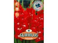 Royal De Ree Holland Kvetinové cibuľky Mečík 