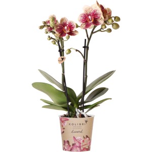 Črepová orchidea Phalaenopsis Spain, krémovo-červené škvrnité kvety, výška 35-40 cm.