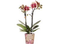 GROW by OBI Orchidea (Phalaenopsis) 