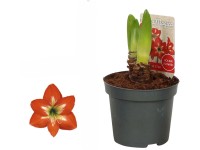 Hviezdnik (Hippeastrum hybride) pruhovaný, pr. 12 cm