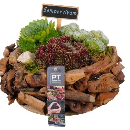 Royal Lemkes Netrasky (Sempervivum) v drevenom kvetináči pr. 24 m