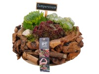 Royal Lemkes Netrasky (Sempervivum) v drevenom kvetináči pr. 24 m