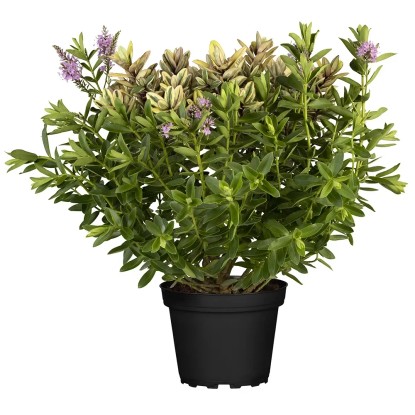 Hebe Andersonova (Hebe andersonii) Quattro, pr. kv. cca 19 cm