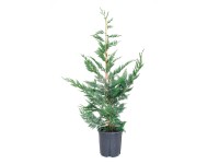 GROW by OBI Cyprišovec Leylandov (Cupressocyparis leylandii) výška 150 cm