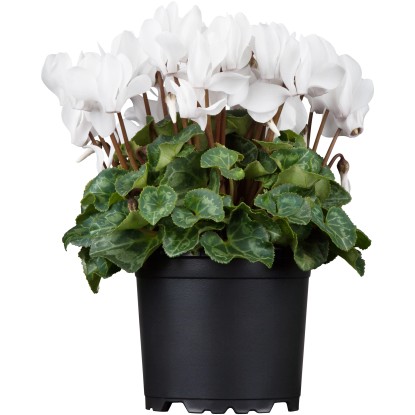 GROW by OBI Perzský cyklámen (Cyclamen persicum) " Smartiz White" biely 10-15 cm