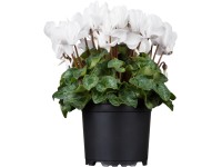 GROW by OBI Perzský cyklámen (Cyclamen persicum) 
