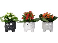 Kolopejka (Kalanchoe) v keramickom kvetináči netopier, rôzne druhy, pr. 6 cm