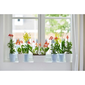 Elho Brussels Orchidee Duo 25 v ružovej a bielej farbe s farebnými orchideami na okennom parapete.