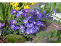 OBI Veternica vznešená modrá priemer kvetináča cca 9 cm x 9 cm