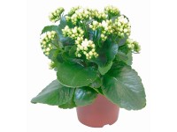 Kalanchoa Calandiva biela priemer kvetináča cca 12 cm