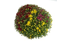 MONTANO Chryzantéma (Chrysanthemum) 