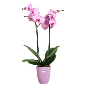 Ružová orchidea v kvetináči Elho Green Basics. Izbová rastlina vo fialovom kvetináči.