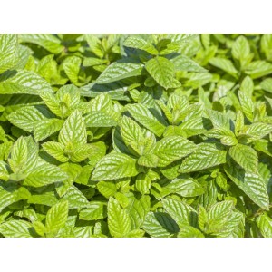 Kiepenkerl Orangeminze Granada v kvetináči 12 cm, detail zelených listov.