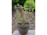 Vajgela kvetnatá (weigela florida) Magical rainbow