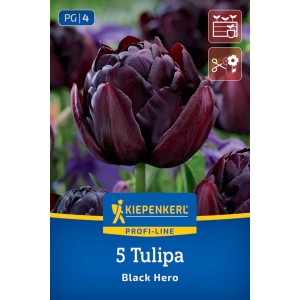 Kiepenkerl cibuľoviny: 5 plnokvetých tulipánov 'Black Hero' s tmavofialovo-čiernymi kvetmi. Do záhrady, nádob a na rez.