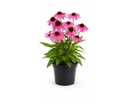 GROW by OBI Echinacea (echinacea) SunMagic 