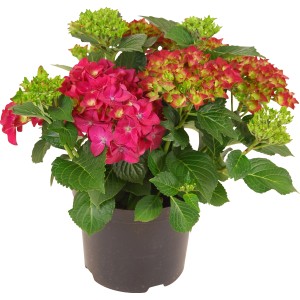 Červená hortenzia roľná v kvetináči, výška cca 45 cm. Hydrangea Macrophylla so zelenými listami.